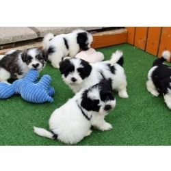 Cachorros Shih Tzu