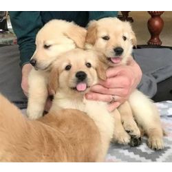 Cachorros Golden Retriever