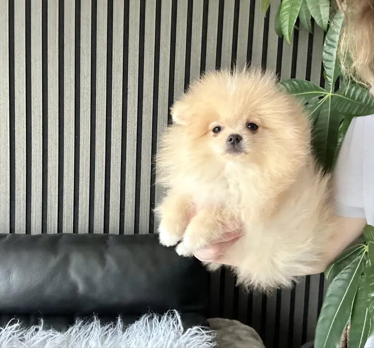 Dispon�vel spitz alem�o an�o branco