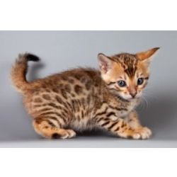 Gatinhos Bengal