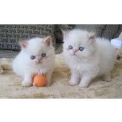 Gatinhos Himalaios dispon�veis