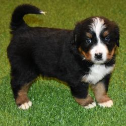 Cachorros Bernese Mountain Dog