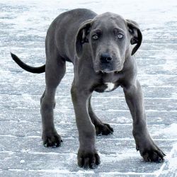 Cachorros Dogue Alem�o dispon�veis