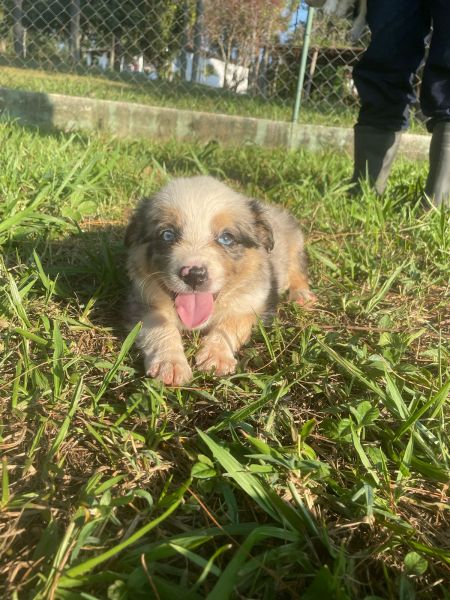 BORDERS BEM COLORIDOS PARA ALEGRAREM O SEU CARNAVAL CÃES LINDOS CRIADOS POR MÉDICA VET