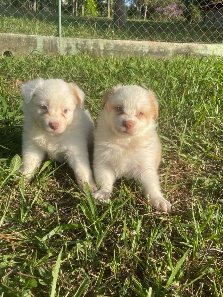 BORDERS BEM COLORIDOS PARA ALEGRAREM O SEU CARNAVAL CÃES LINDOS CRIADOS POR MÉDICA VET
