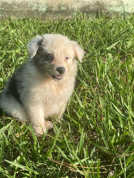 BORDERS BEM COLORIDOS PARA ALEGRAREM O SEU CARNAVAL CÃES LINDOS CRIADOS POR MÉDICA VET