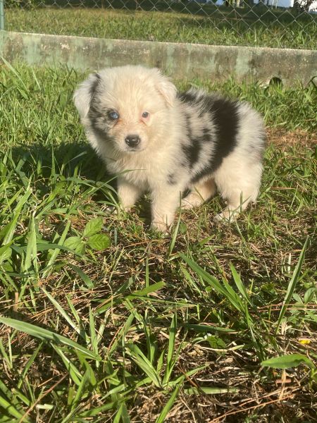 BORDERS BEM COLORIDOS PARA ALEGRAREM O SEU CARNAVAL CÃES LINDOS CRIADOS POR MÉDICA VET