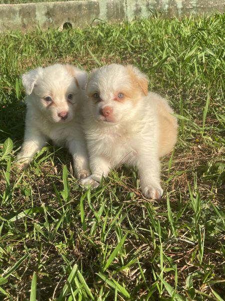 BORDERS BEM COLORIDOS PARA ALEGRAREM O SEU CARNAVAL CÃES LINDOS CRIADOS POR MÉDICA VET