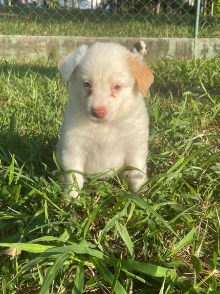 BORDERS BEM COLORIDOS PARA ALEGRAREM O SEU CARNAVAL CÃES LINDOS CRIADOS POR MÉDICA VET