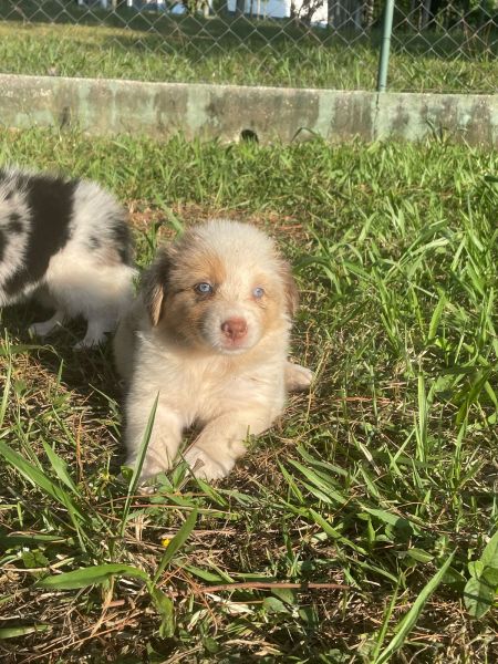 BORDERS BEM COLORIDOS PARA ALEGRAREM O SEU CARNAVAL CÃES LINDOS CRIADOS POR MÉDICA VET