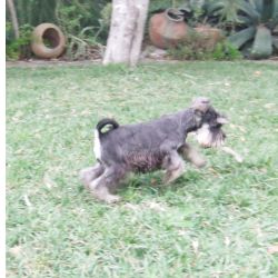 procuro macho schnauzer miniatura