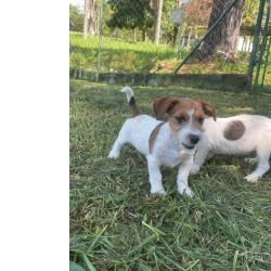 DEIXE NOSSOS JACKS FAZEREM PARTE DA SUA FAM�LIA C�ES CRIADOS POR M�DICA VETERIN�RIA