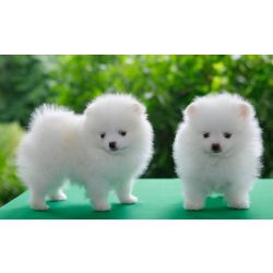 Dois cachorros Lulu da Pomer�nia brancos dispon�veis