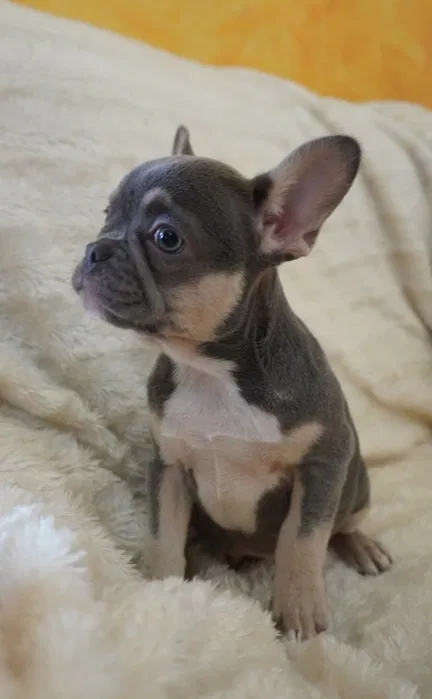 Bulldog franc�s porte pequeno