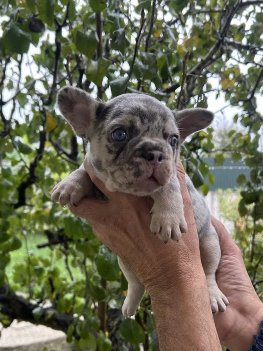 Bulldog Franc�s Fem�a