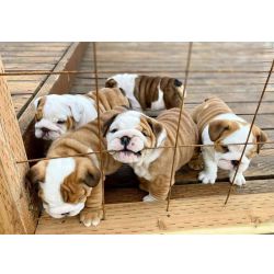 Cachorros Bulldog Ingl�s