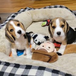 Cachorros Beagle