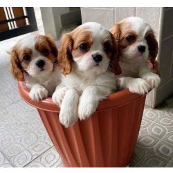 Cachorros Cavalier King Charles