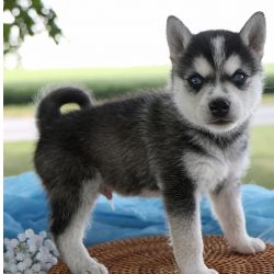 Cachorros Alaskan Klee Kai