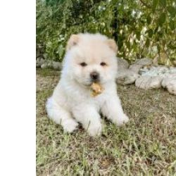 Cachorros Chow Chow disponivel