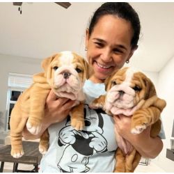 Lindos cachorrinhos Bulldog Ingl�s