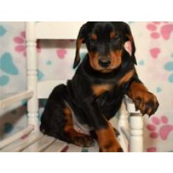 Maravilhosos cachorros Doberman