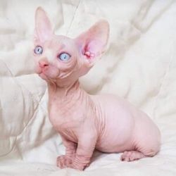 Macho e F�mea Gatinhos Sphynx