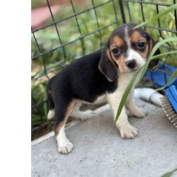 Beagle Tricolor