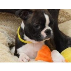 Ninhada Boston Terrier