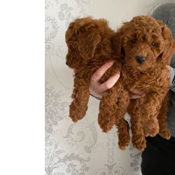 Cachorros Caniche Toy Dispon�vel