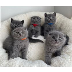Gatinhos Scottish Fold