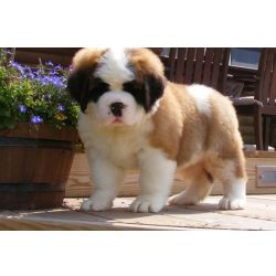 Cachorros de S�o Bernardo