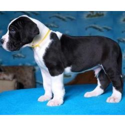 Cachorros de Dogue Alem�o preto e branco j� dispon�veis