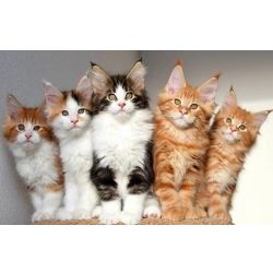 Gatinhos Maine Coon