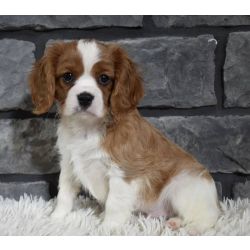 Cavalier King Charles Spaniel
