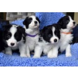 Ninhada Border Collie