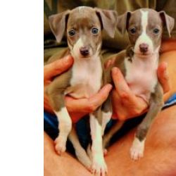 Maravilhosos Galgo Italiano Muito Meigos