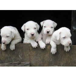 Cachorros Dogue Argentino Dispon�vel