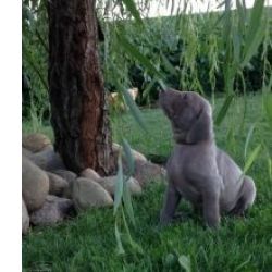 Excelente ninhada de cachorros Weimaraner