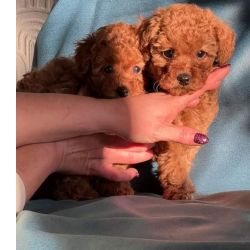 Cachorros Caniche Toy de ra�a pura para bons lares