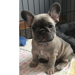 Bull Dogue Franc�s Filhotes