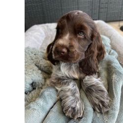 Cocker Ingl�s Filhotes