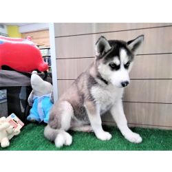 Macho e f�mea Husky siberiano com LOP e Afixo