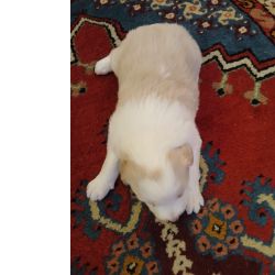 Bordier collie f�mea