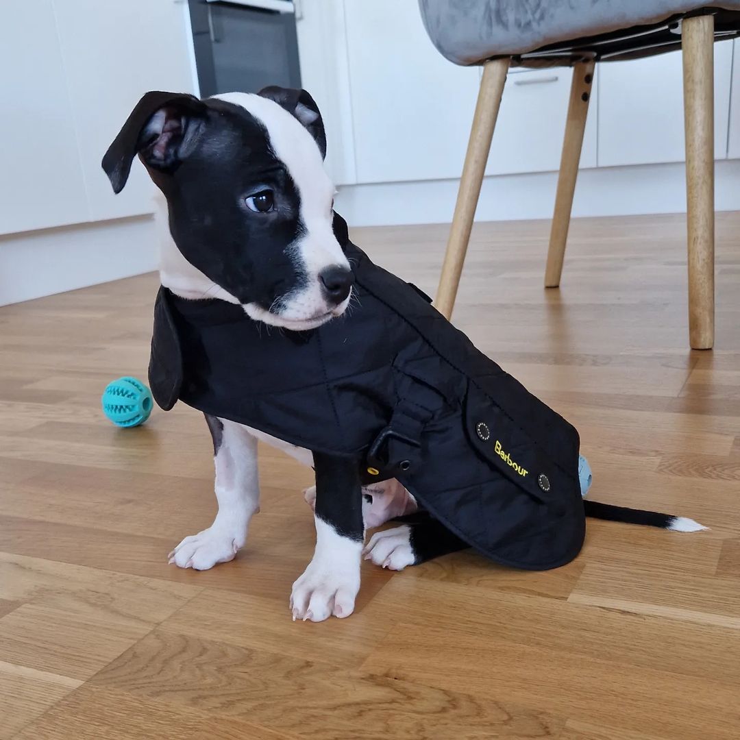 American Staffordshire Terrier beb� lind�ssimo