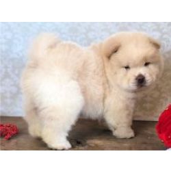 Machos e f�meas cachorros Chow Chow