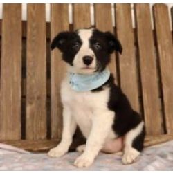 Excelente cachorros Border Collie