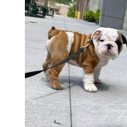 Cachorros Bulldog Ingl�s com lop