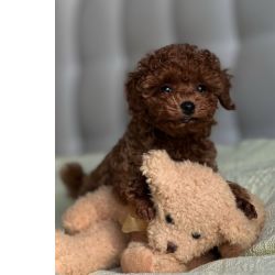 Cachorros Caniche Toy