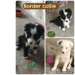 Border Collie puros